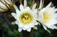 Cactus flowers